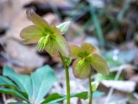 Schneerosen Blüten im Wald